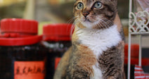 Close-up of a tabby-and-white bodega cat sitting alert on a shop counter near jars and bottles.