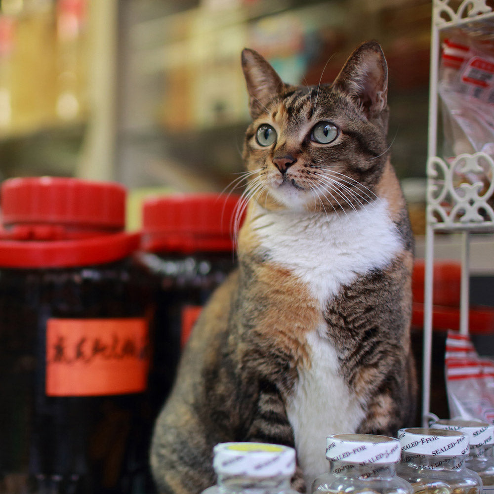 Close-up of a tabby-and-white bodega cat sitting alert on a shop counter near jars and bottles.