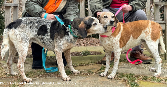 Canine Lovebirds Adopted Together After Three Years At North Carolina Shelter