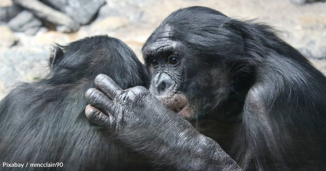 Chimpanzees and Bonobos Recognize Friends Decades After They've Seen Them