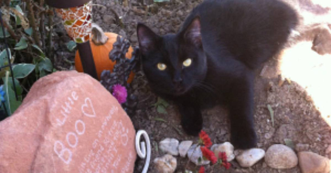 Stray Cat Shows Up One Day, Sitting on Grave of Beloved Kitten