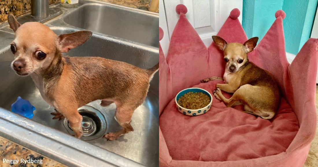 Dog is Put on Hospice But, Months Later, is Still Living Life to the Fullest