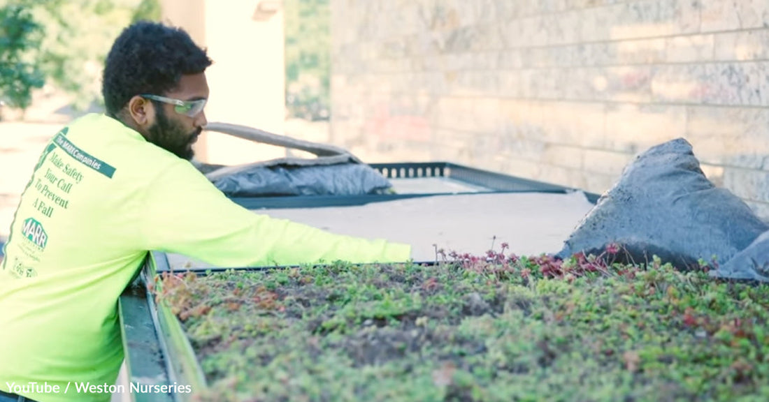 Person in a neon shirt tending to a green rooftop garden.