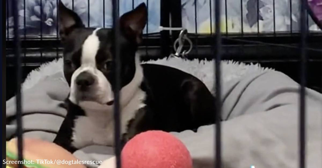 Boston Terrier Stood Up By Adopter Is Once Again Looking For Loving Home