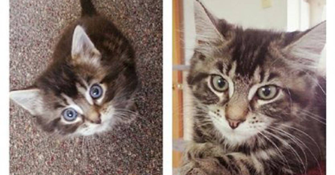 Animal Lover Works Hard to Get Feral Cat and Her Kittens to Safety, But One Steals Her Heart