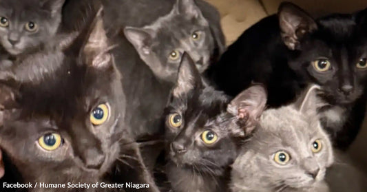 A group of six curious kittens in various shades of black and gray.