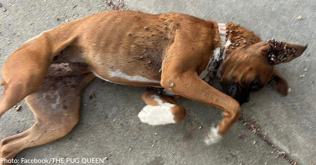 Boxer Puppy Covered With Ticks Collapses In Stranger's Driveway Looking For Help