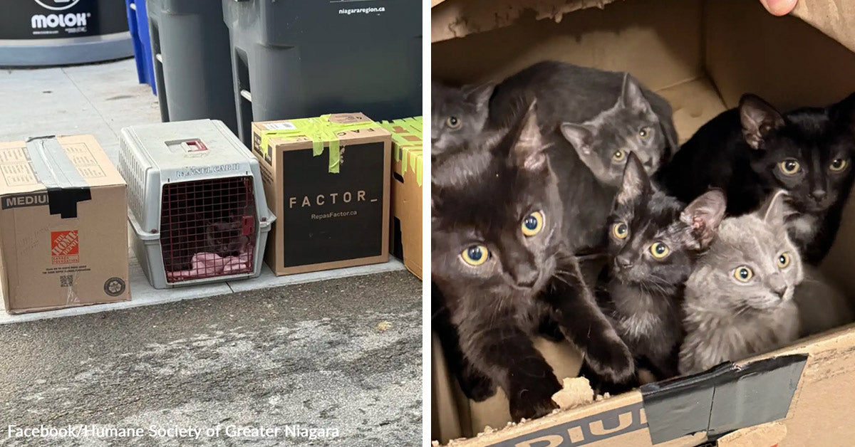 Rescue Workers Find 14 Abandoned Cats Found Trapped Inside Taped Boxes ...