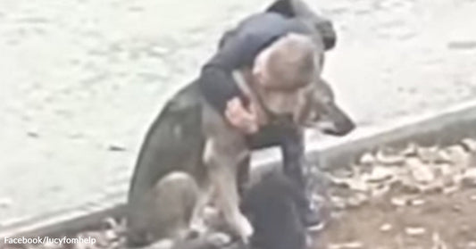 A young child in a dark coat hugs a large dog sitting beside a body of water, wrapping their arms around the dog’s neck near the shoreline.