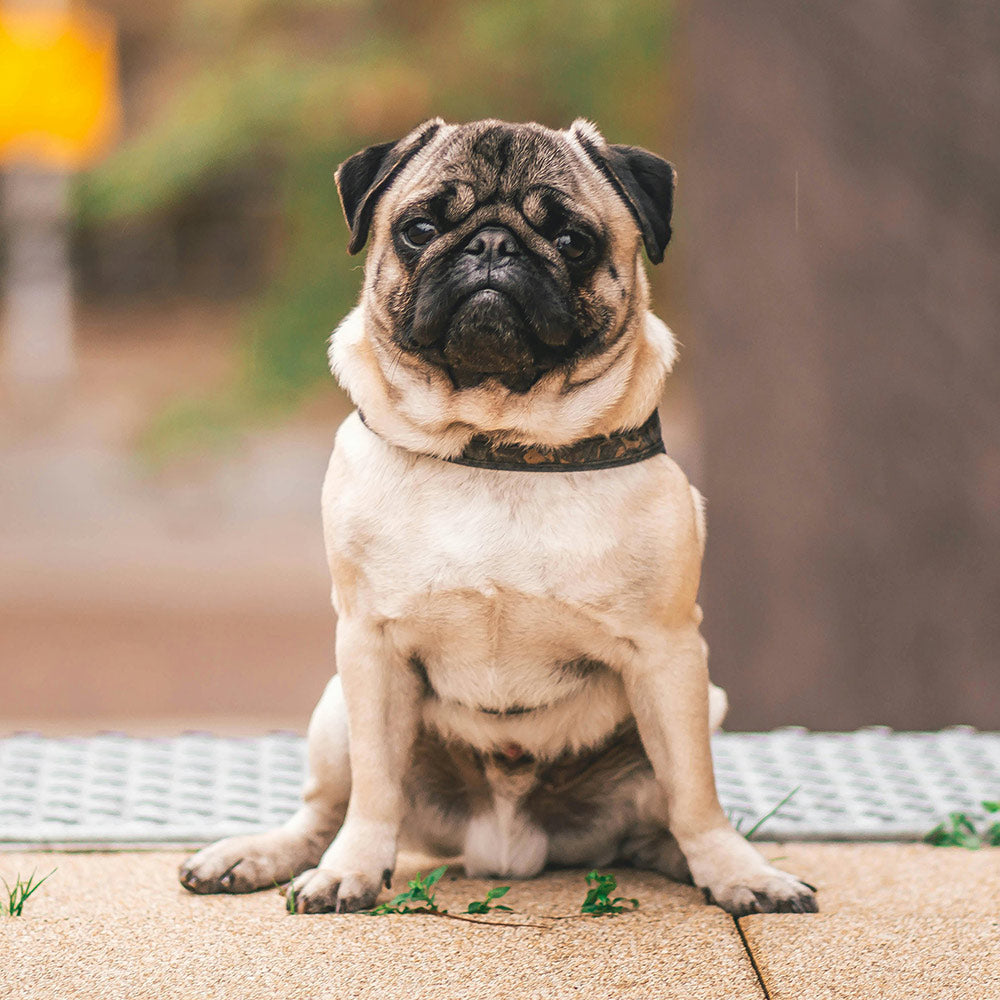 End The Cruel Cycle That Leaves Flat Faced Dogs Fighting For Every Breath