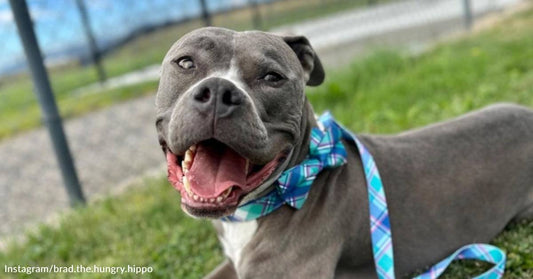 Humans Let This Deaf Pittie Down So Many Times, But He's Still the Most Lovable Goofball