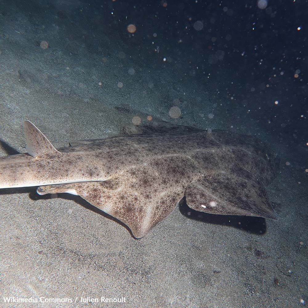 End The Hidden Slaughter Of Sharks For School Lunches