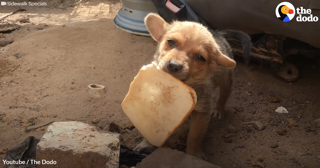 Abandoned Puppy Happily Shares His Slice Of Bread With Rescuers