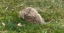 A small, furry animal resting in green grass.