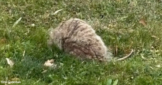 A small, furry animal resting in green grass.