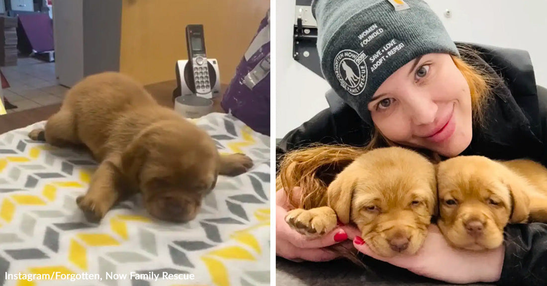 Tiny brown puppy lying flat on a patterned blanket indoors. Woman in a knit hat cuddling two sleepy brown puppies close to her face.