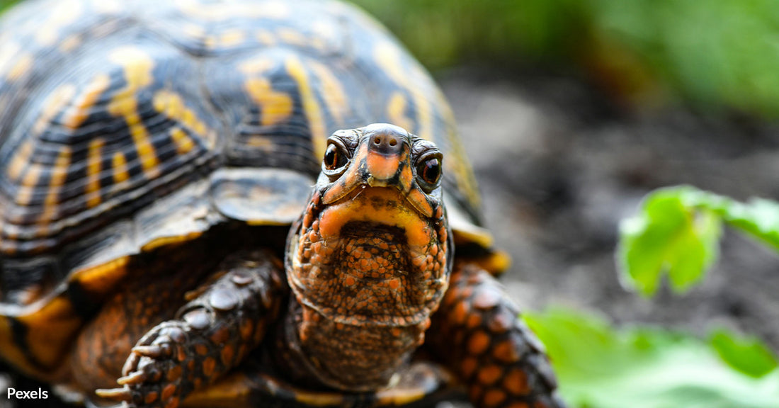 Turtles in Turmoil — California Pub Faces Fiery Backlash Over Racing Tradition