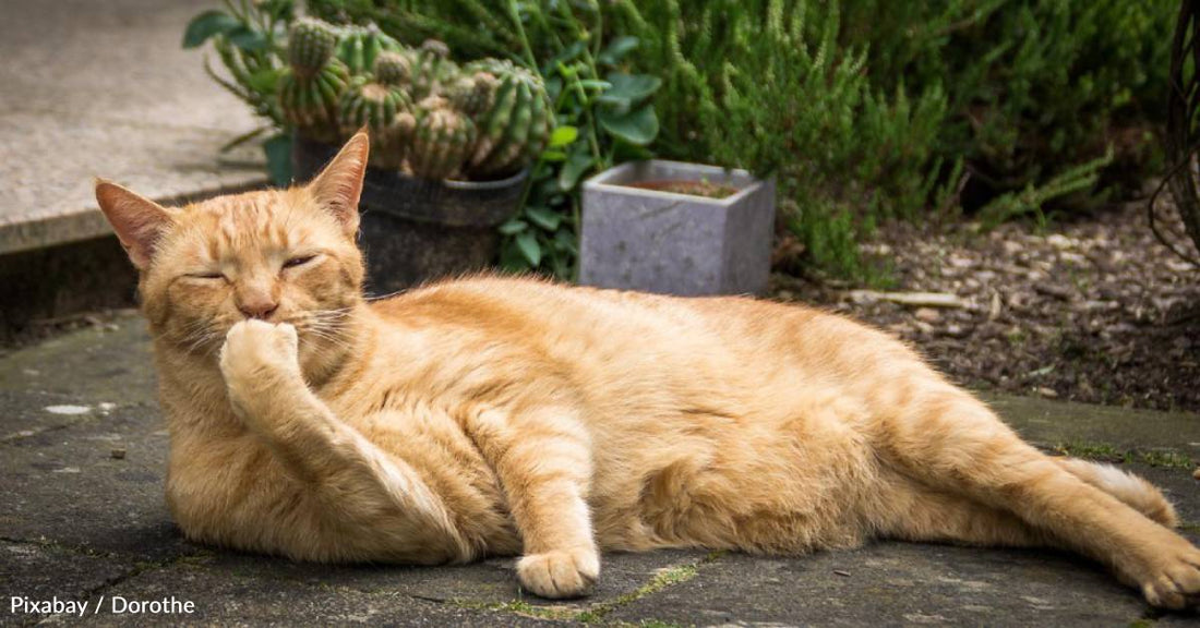 Street Cat with Terminal Disease Finds Warm Home for Last Year of His Life