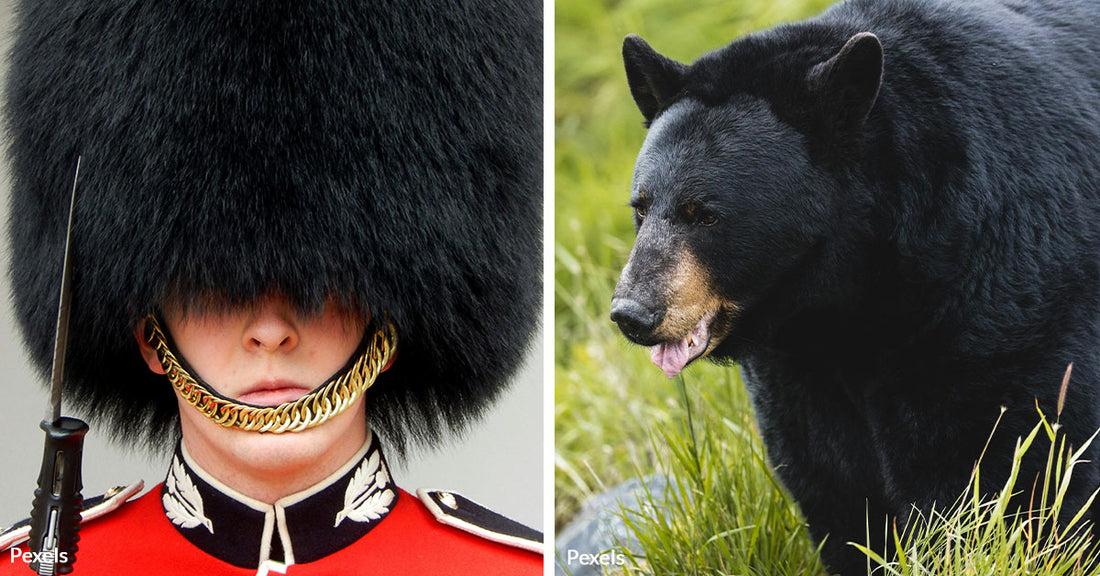 Skyrocketing Costs and Animal Cruelty Claims Mire British Army's Bearskin Caps