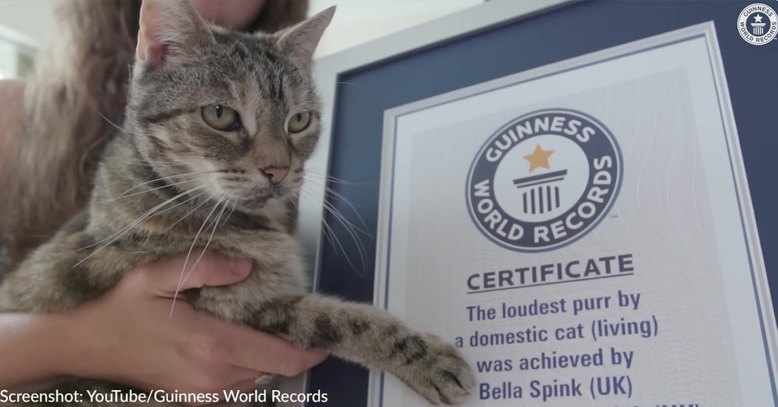 14-Year-Old Cat in UK Just Broke Record For Loudest Purr