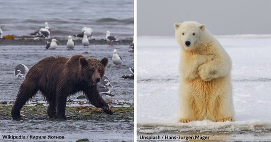 Brown Bears And Polar Bears In Siberia Might Soon Start Creating Hybrids Called The ‘Brolar Bear’