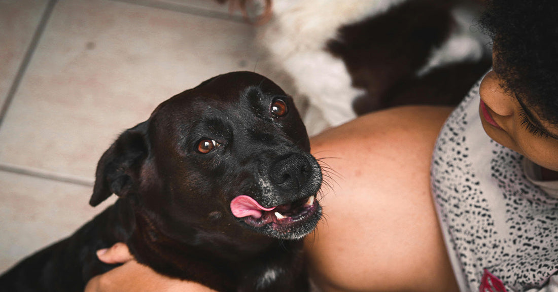 Judge Declares Dogs Are Immediate Family in Landmark Ruling