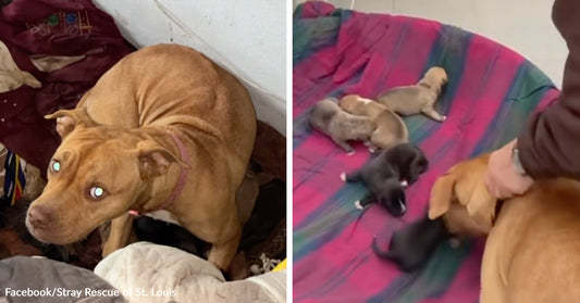 Brown mother dog curls protectively in a cluttered corner, then nurses several newborn puppies on a colorful blanket.
