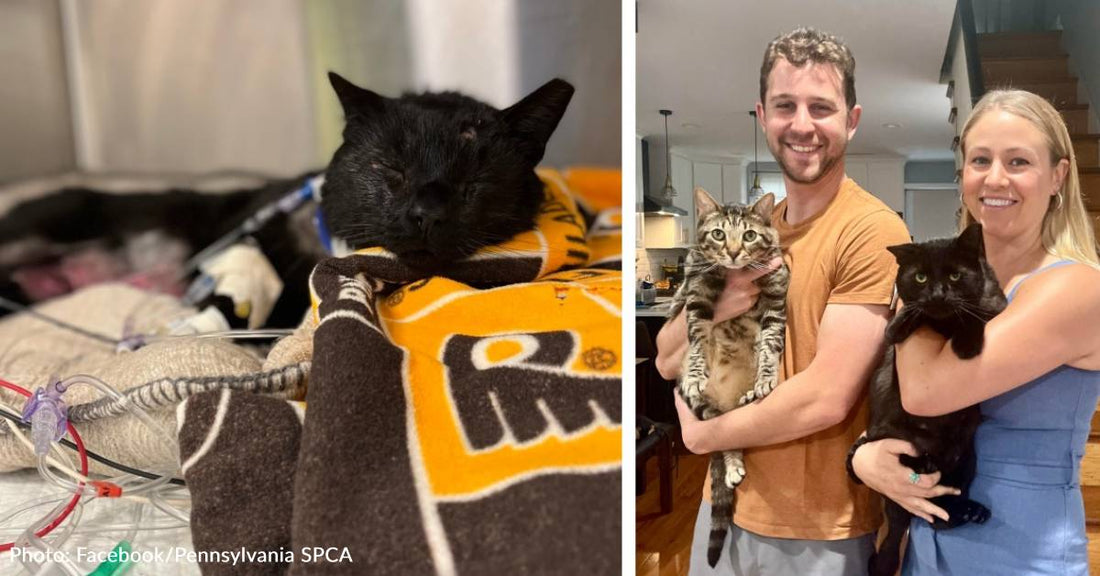 After Brutal Attack, Buddy The Cat Gets Adopted By Vet Who Saved Him