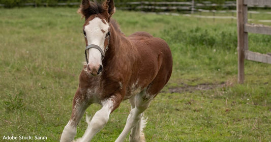 Budweiser Clydesdale Ranch Hosts First Super Bowl Watch Party Featuring Baby Clydesdales