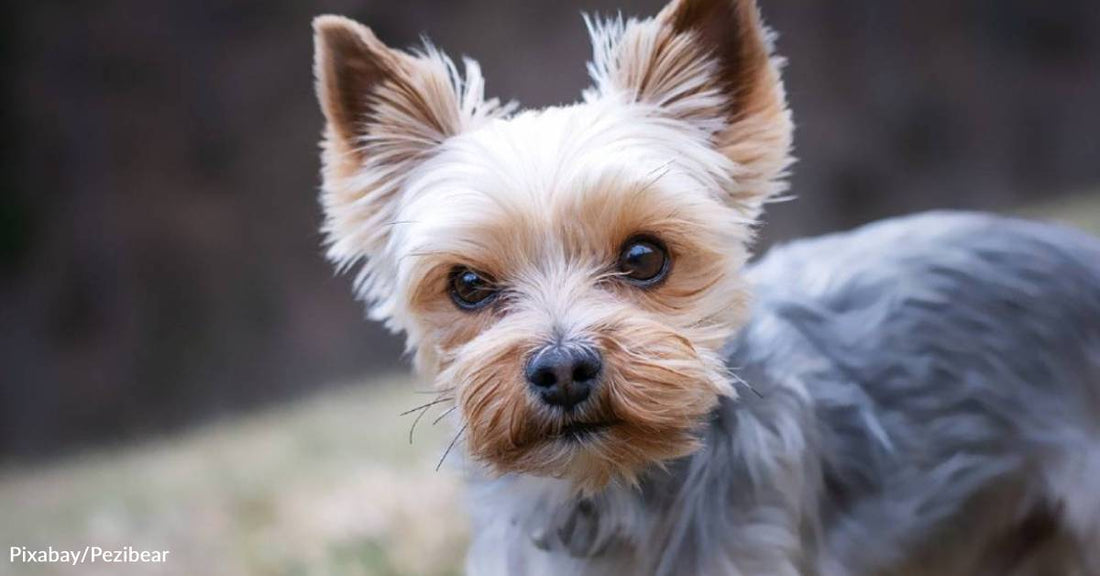 Grieving Woman Finds a New Pup Just When She Needs Him