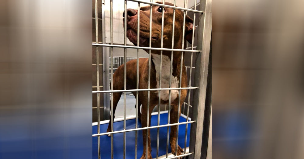 Scared Dog Dumped At Shelter To Be Euthanized After Being Bullied By Other Dog