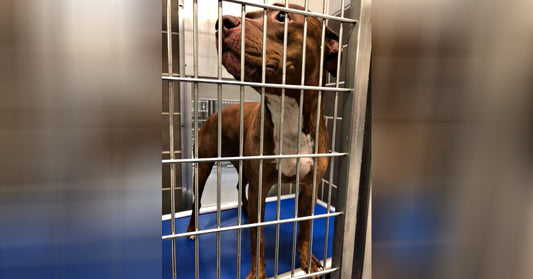 Scared Dog Dumped At Shelter To Be Euthanized After Being Bullied By Other Dog