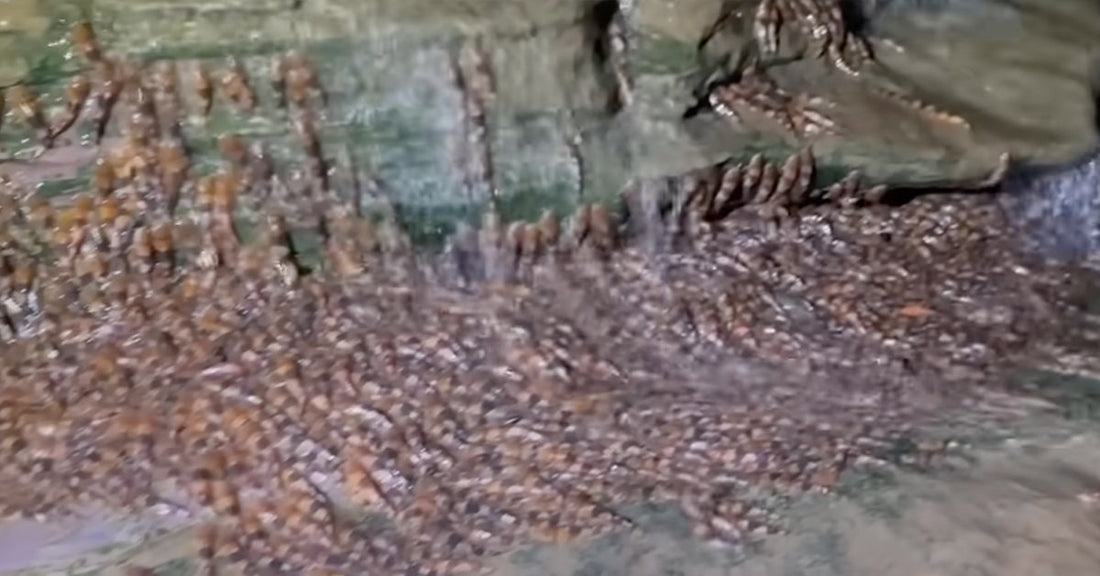 Tiny Catfish Seen Conquering a Brazilian Waterfall in a Life-or-Death Rush