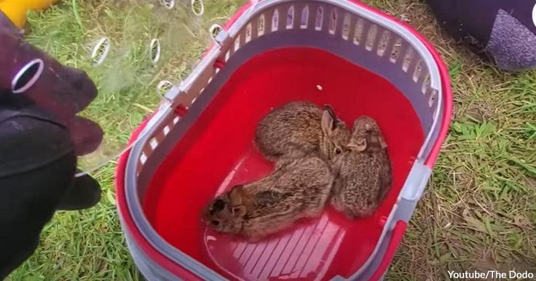 Sauvetage Animal Rescue Found and Helped a Family of Bunnies Trapped in a Storm Grate