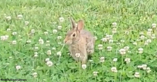 Brighten Your Day by Watching This Video of a Bunny Having Its Breakfast