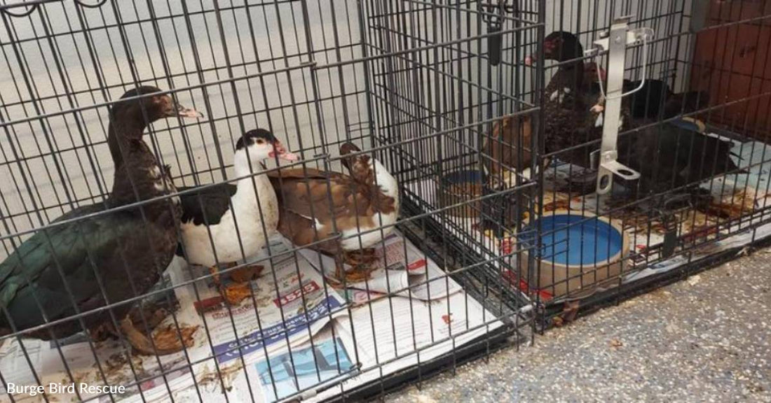 Six Ducks Abandoned in Neighborhood with No Water Nearby