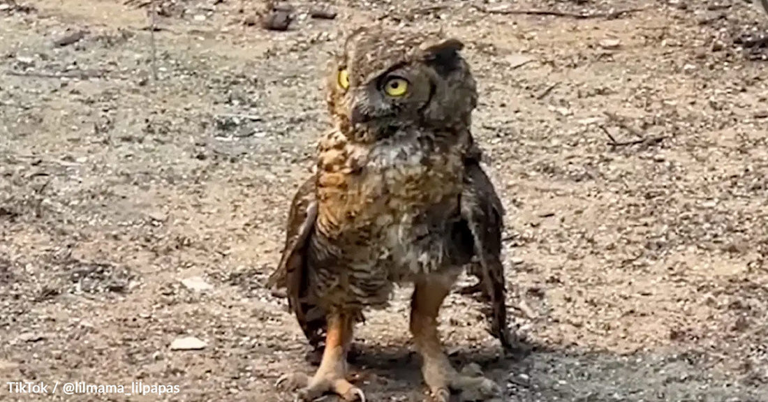 A fluffy owl stands on the ground, with striking yellow eyes and a curious expression.