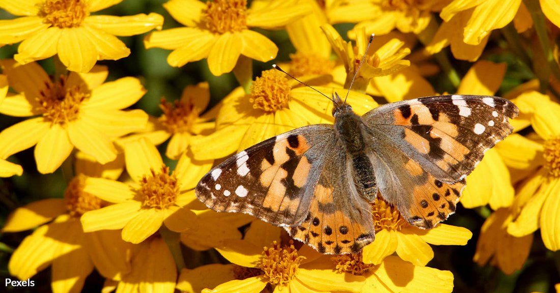 Butterflies Defy Nature by Flying 2,600 Miles Across the Atlantic Without Stopping