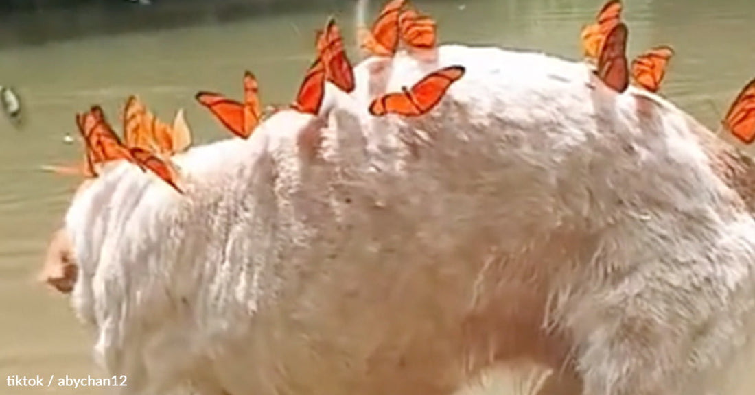 A light-colored dog with orange butterflies resting on its back near water.