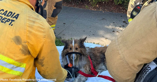 California Firefighters Rush into Burning Home to Save Dog