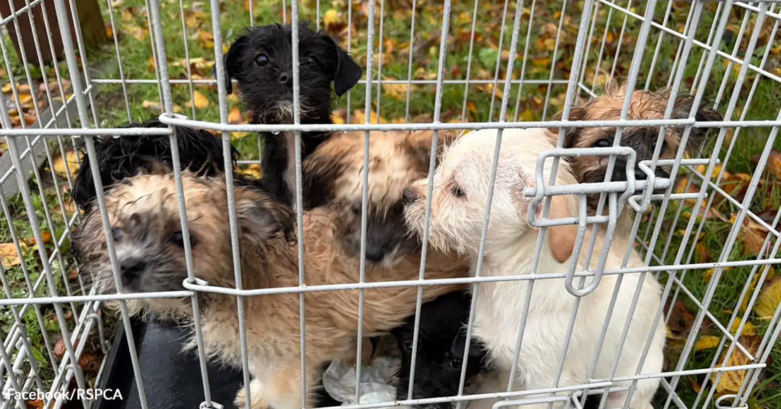 Several small, wet puppies huddled together inside a metal crate placed on grass covered with fallen autumn leaves.