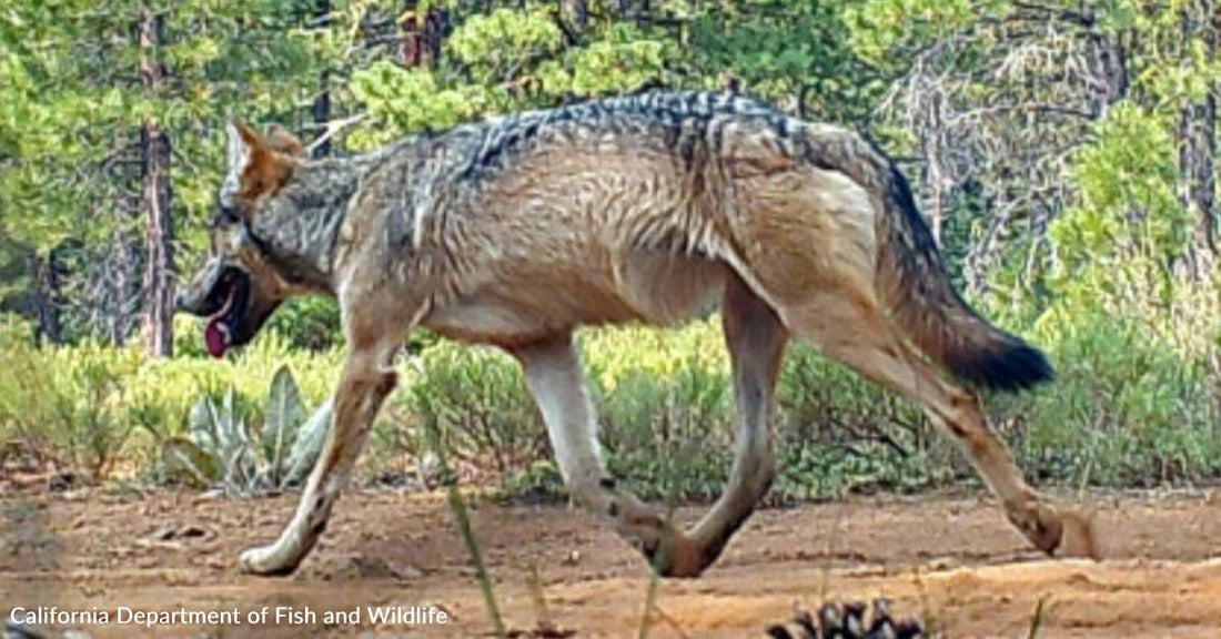 New Gray Wolf Pack Discovered in California, 200 Miles Away from Nearest Pack