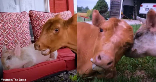 A Calf and a Piglet are the Cutest Best Buddies You'll Ever Find in Iowa Farm Sanctuary