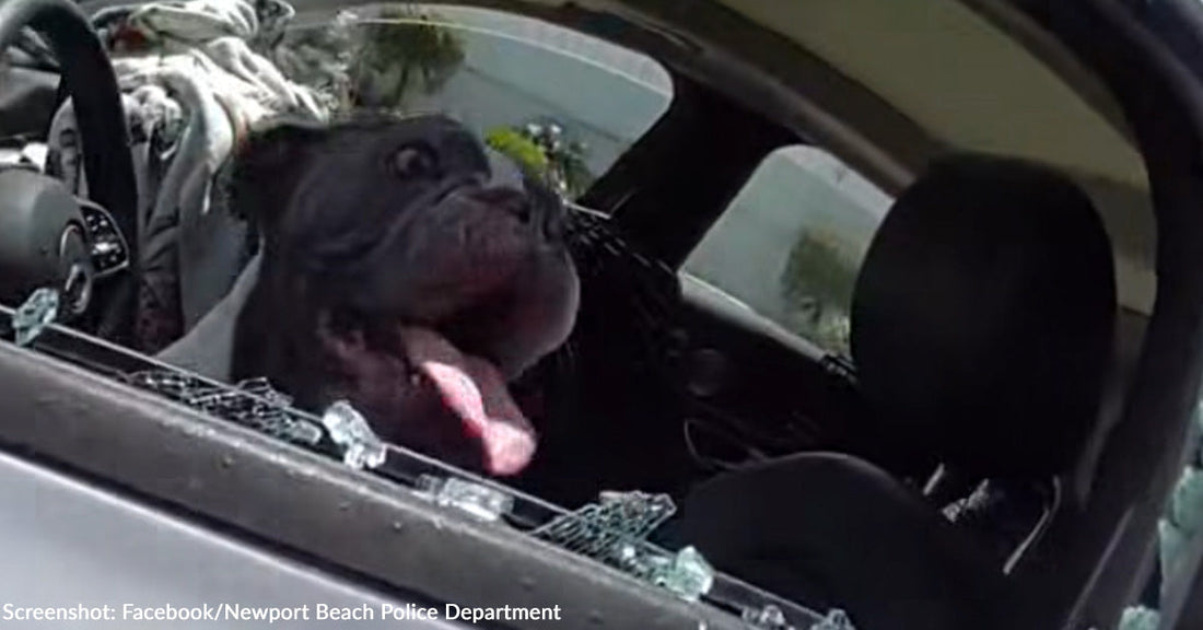 California Cop Smashes Car Window to Rescue Five Dogs from Heat Stroke