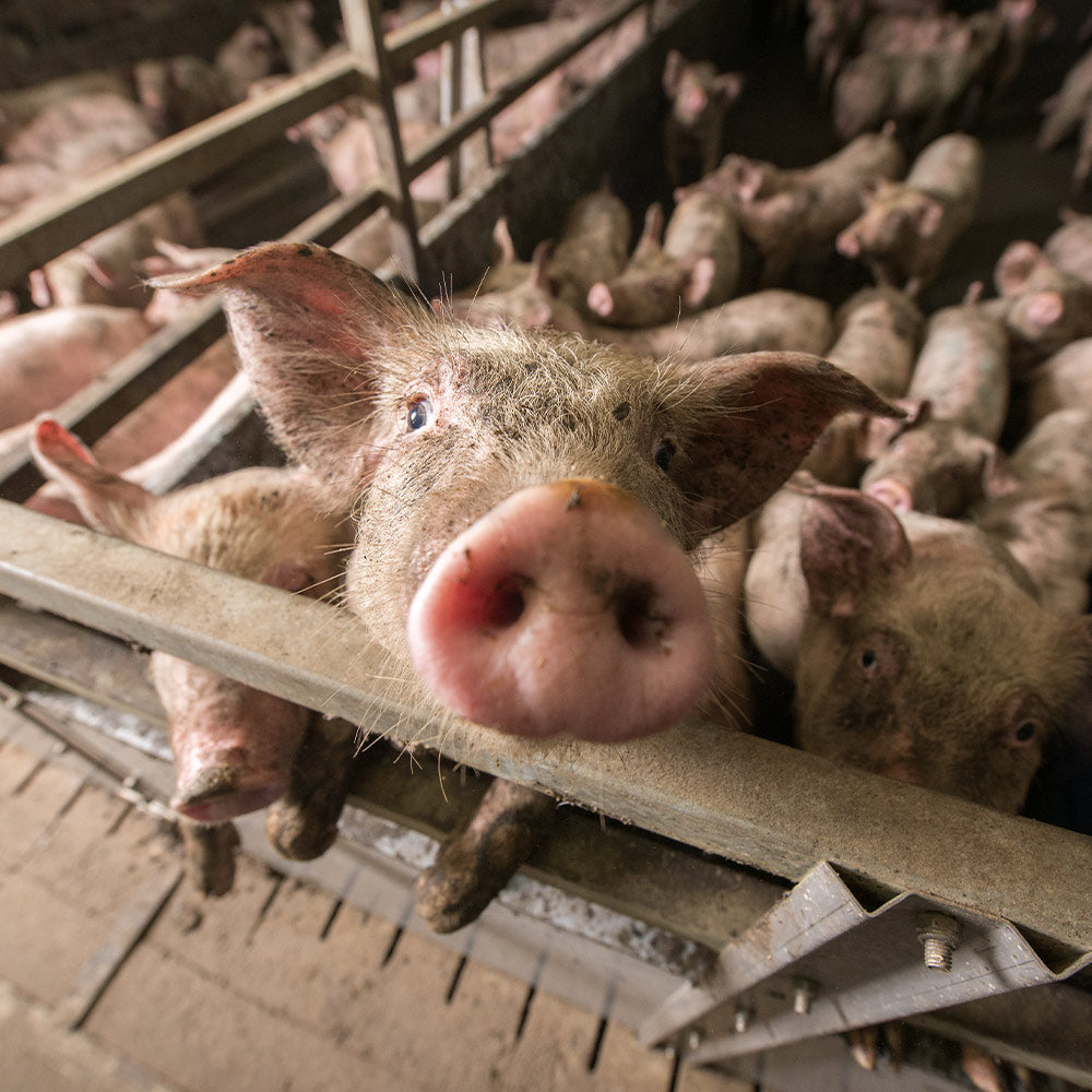 Tell California To Stop Paying Polluters To Poison Animals And Communities