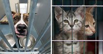Split image showing a dog behind kennel bars on one side and two kittens behind cage bars on the other, both in shelter environments.