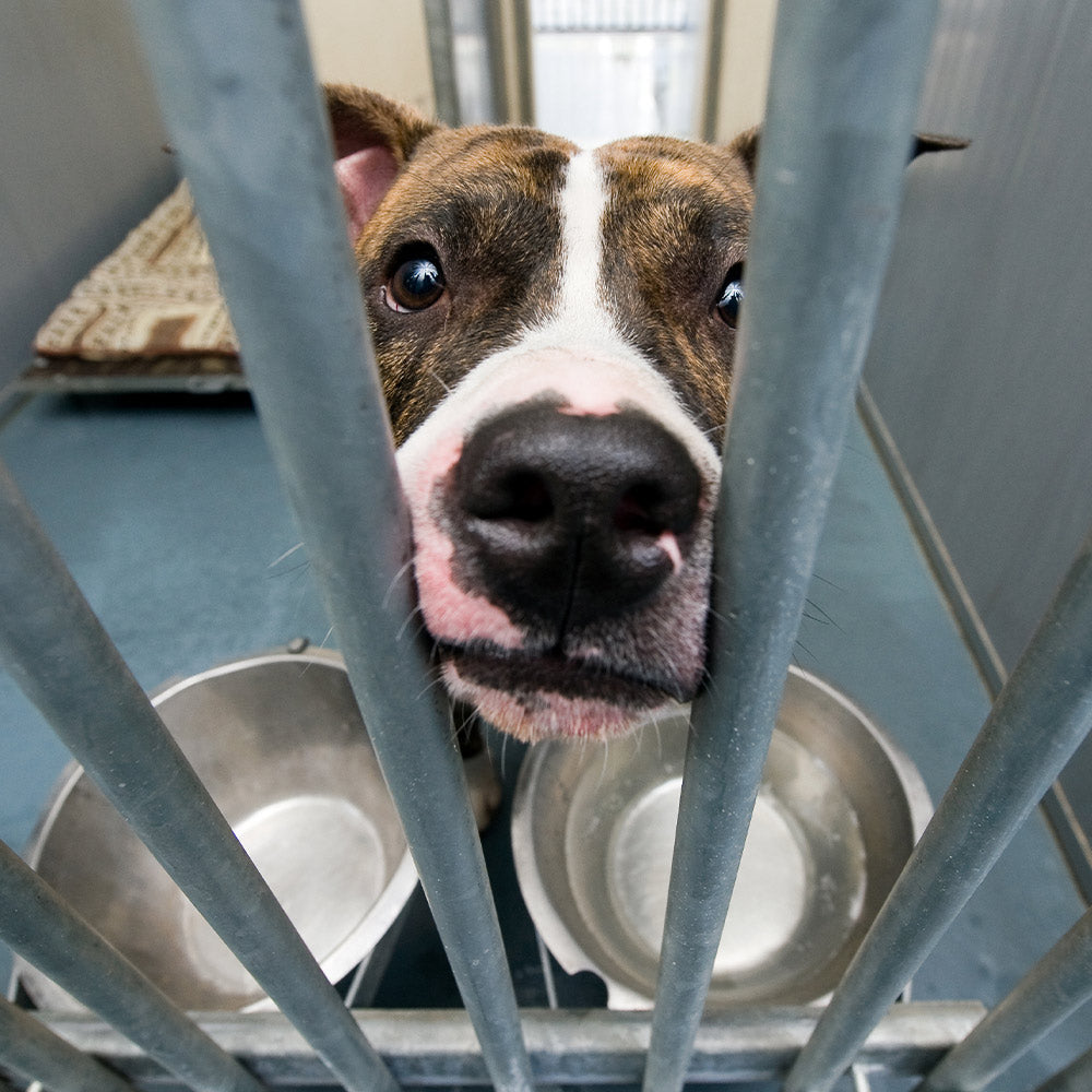 Require Oversight For Private Animal Rescues