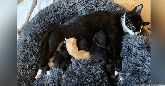 When Rescued Cat Gets Sick, Her Feline Friend Decides To Nurse Her Baby Kitten