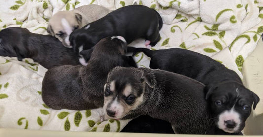Rescue Dog Safely Delivers Six Healthy Puppies That Had Low Survival Chances