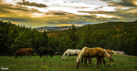 Canadian Horses Face Harrowing Journey to Japanese Slaughterhouses